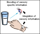 Diagram of a hand and eye with arrows showing encoding and integration of sensory information